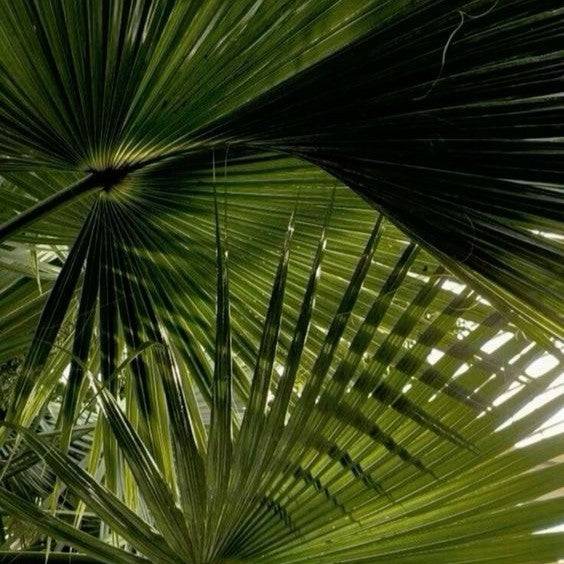 Brazil Lines Collection